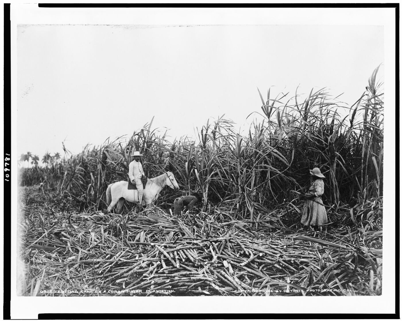 Hombres cortando caña en un campo cubano a principios del siglo veinte, uno de ellos a caballo